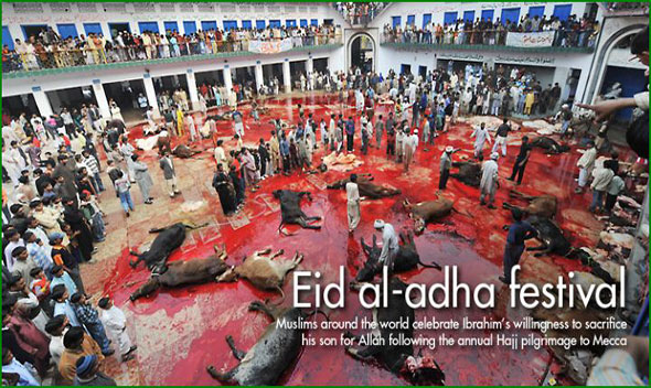 Halal Slaughter