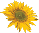 Sun Flower